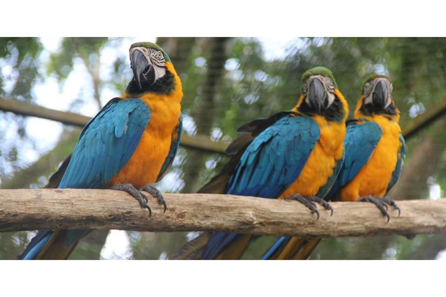 zoo