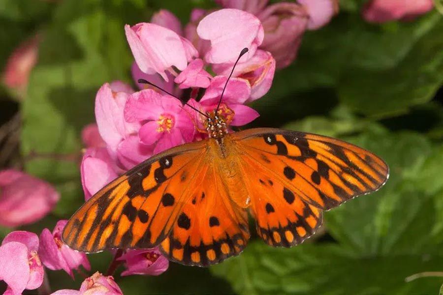 ferme-papillons