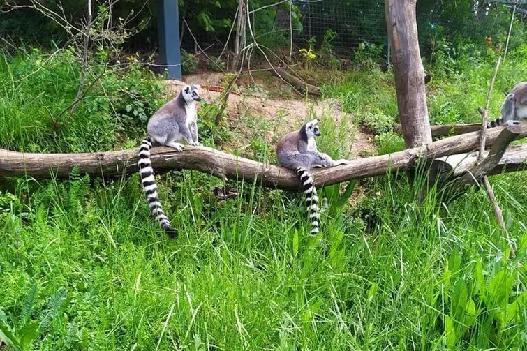 exoticamis