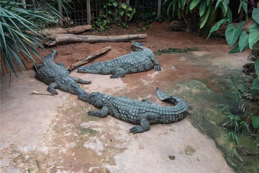 ferme-crocodiles