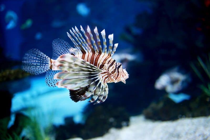 aquarium