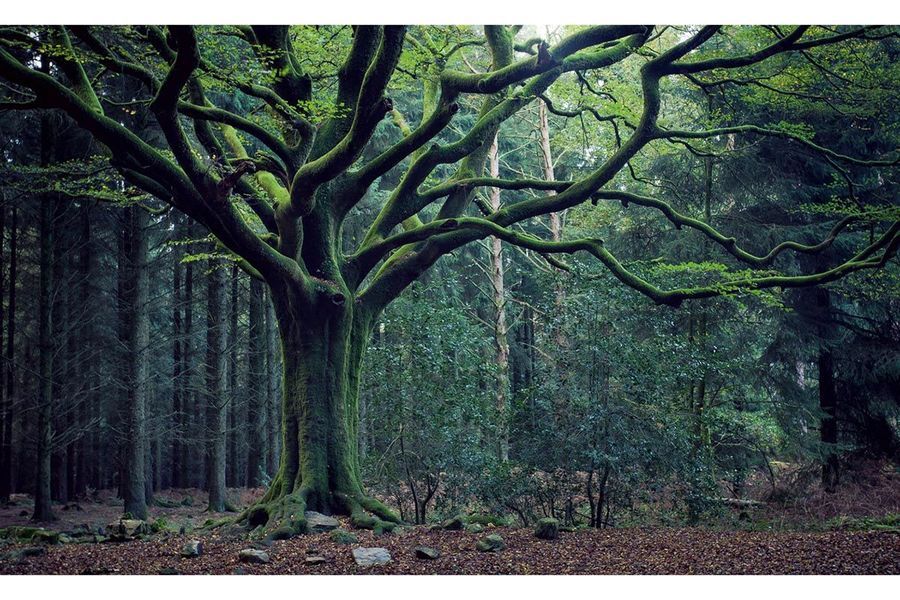 broceliande