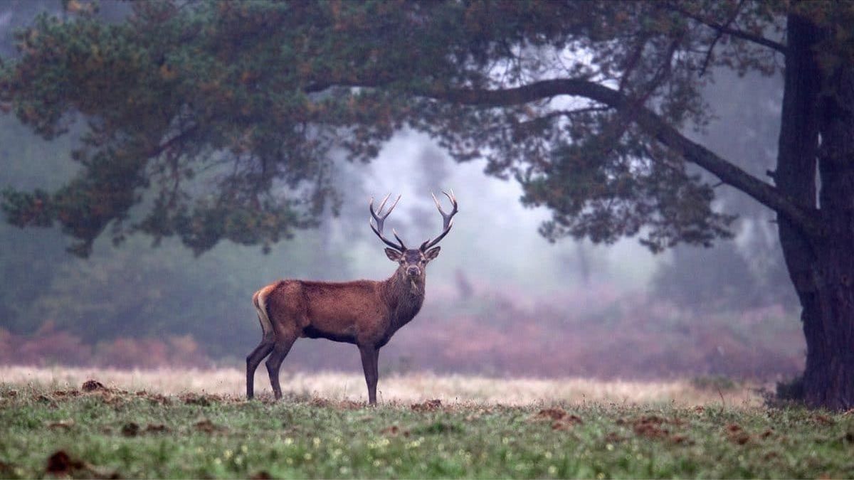 foret