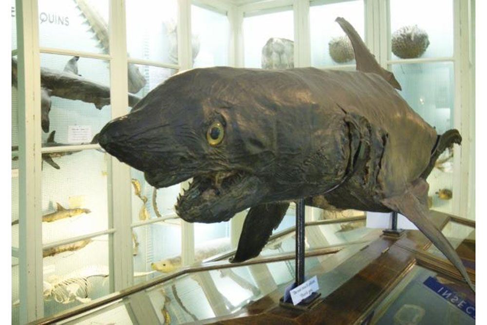 museum-emmanuel-liais