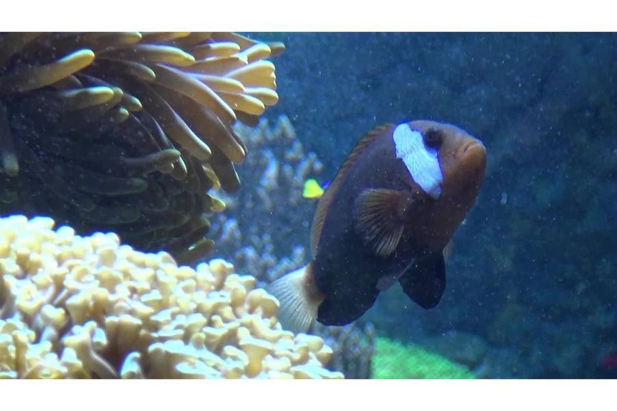 aquarium