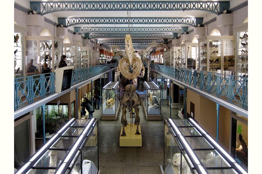 musee-histoire-naturelle