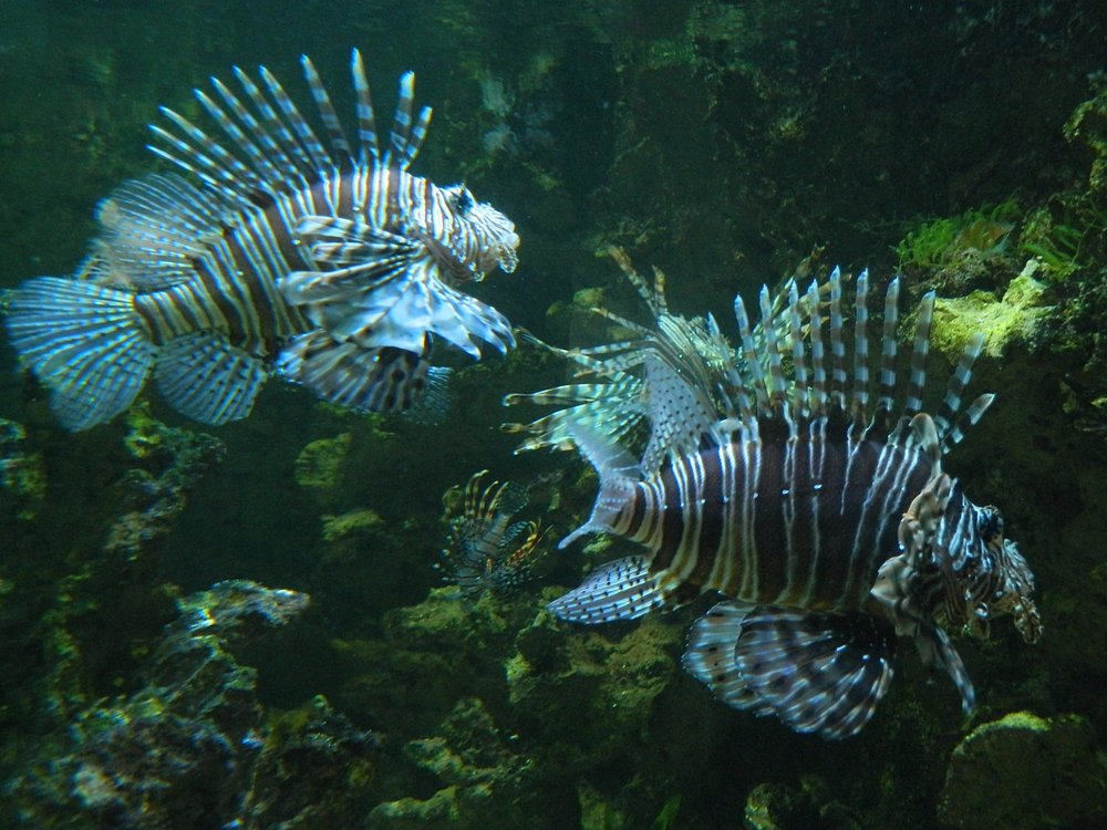 aquarium
