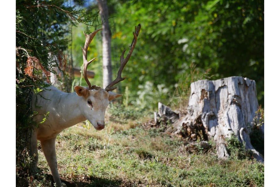 parc-animalier-pyrenees