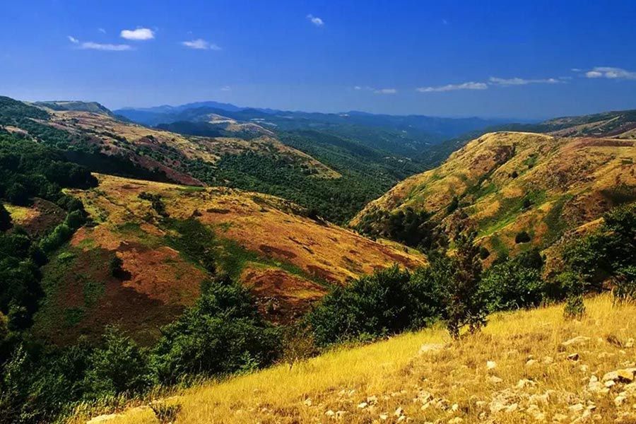 cevennes