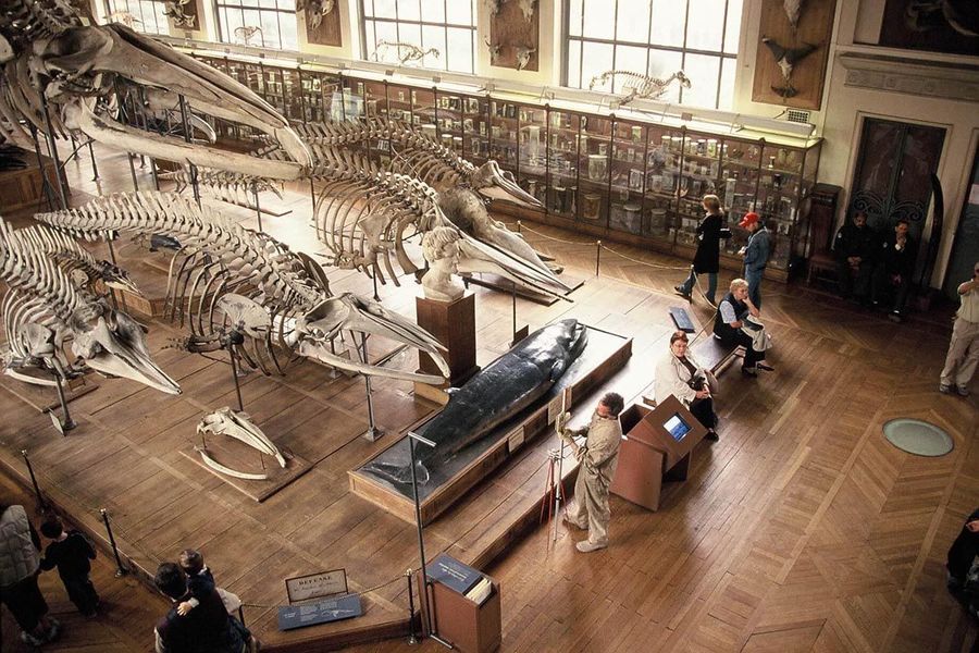 museum-histoire-naturelle
