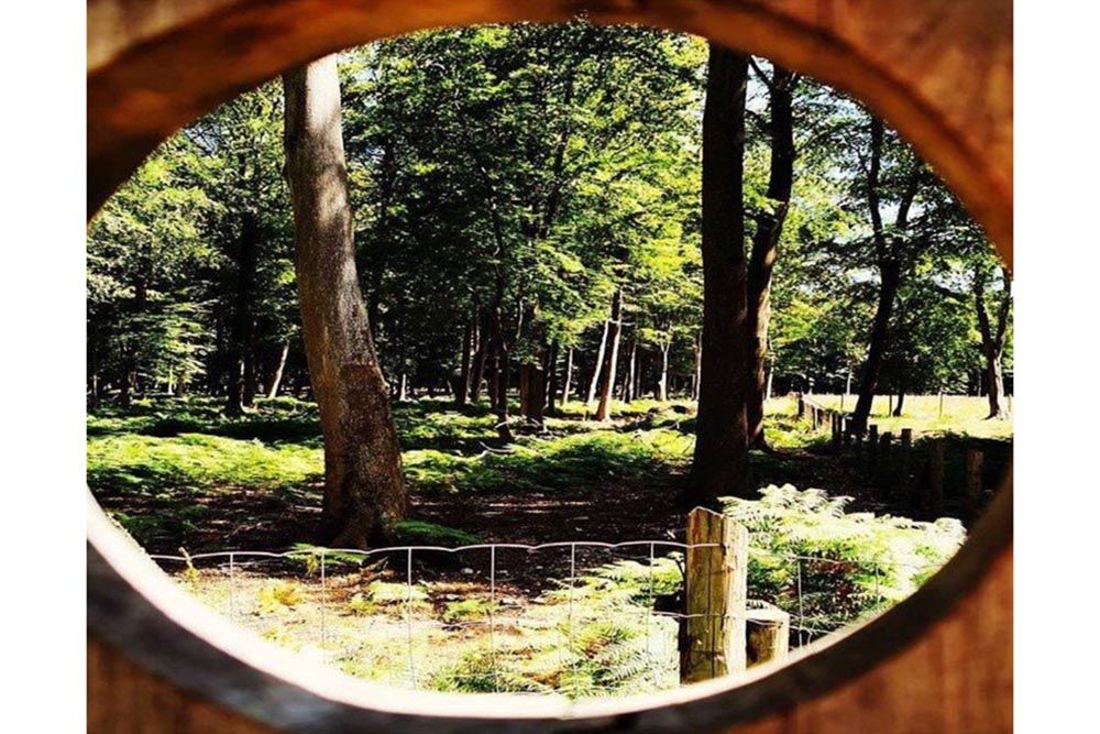 foret-roumare