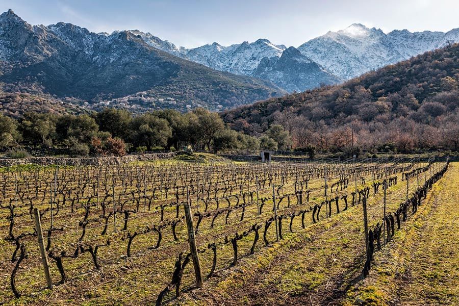 vignobles