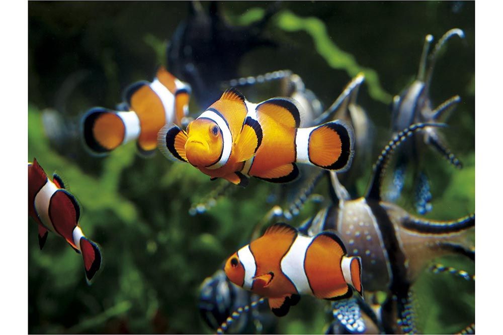 aquarium