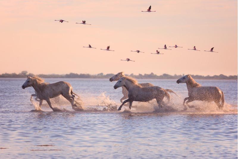 parc-camargue
