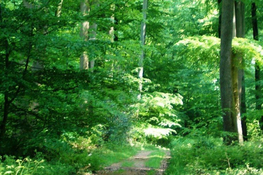 arboretum-lyons