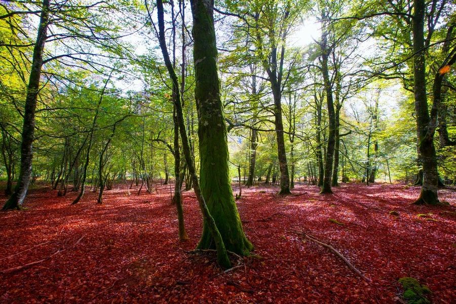 foret-iraty