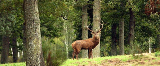 forêt